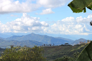 New Single Origin Coffee: Mexico