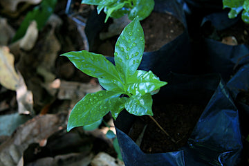 A coffee tree seedling starting to grow.