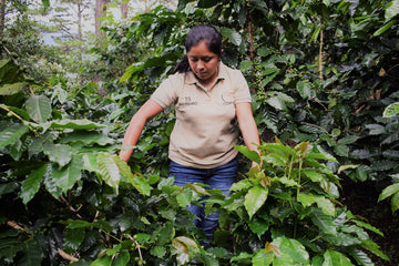 Alba Rosa Claros, a coffee farmer from Honduras, amongst coffee plants.