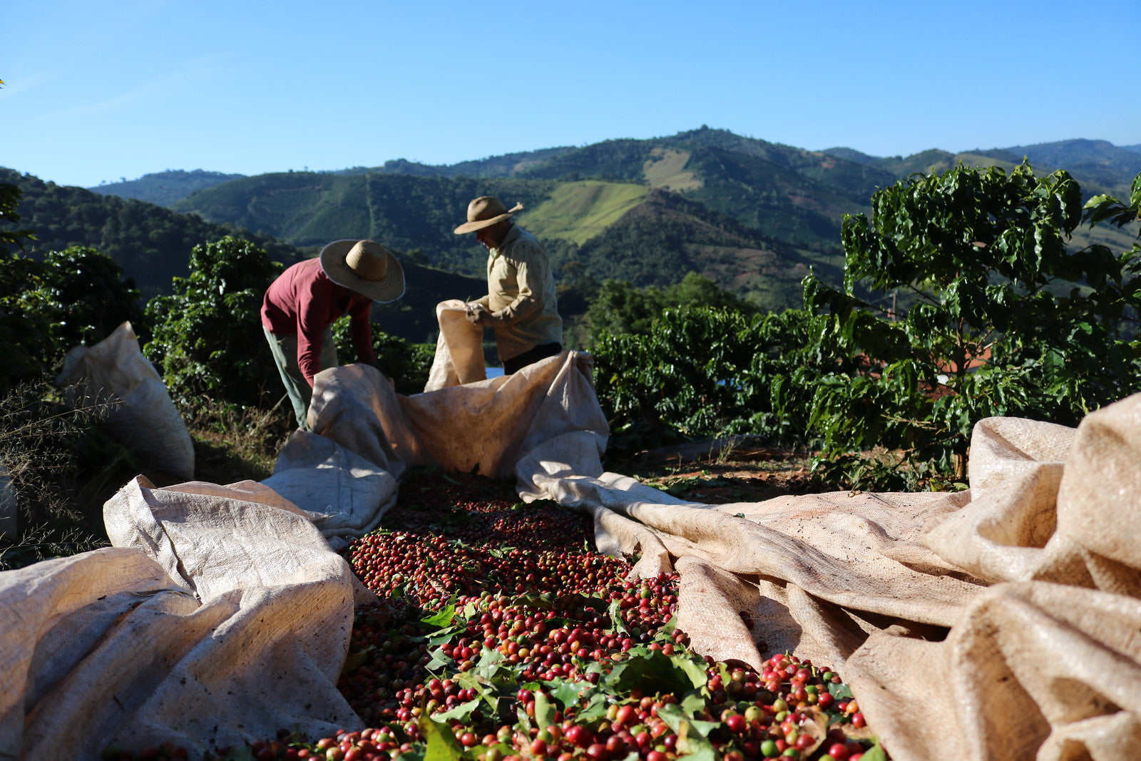 A couple of coffee farmers getting coffee cherries ready for drying.