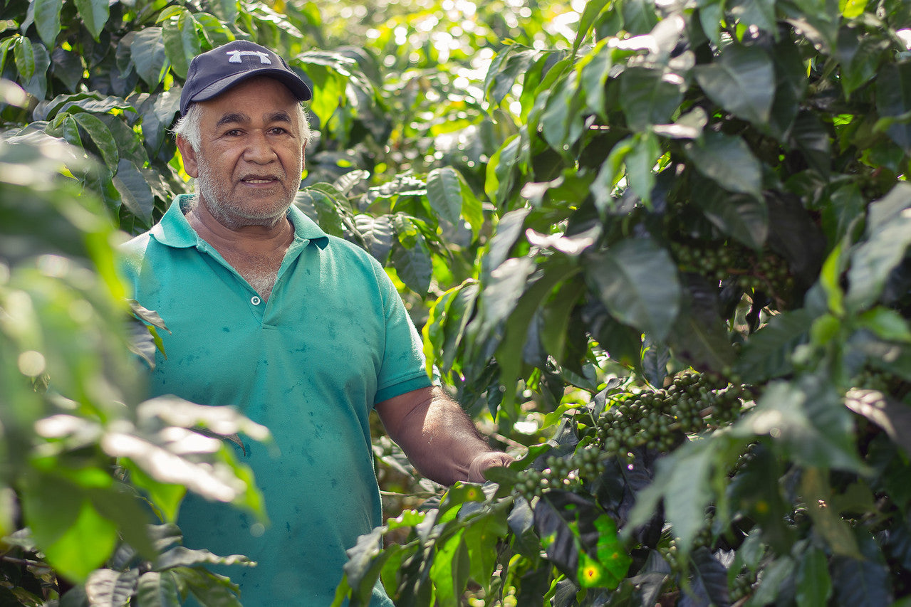 Gerardo Peñalba, a coffee farmer from Honduras, standing amongst coffee plants.