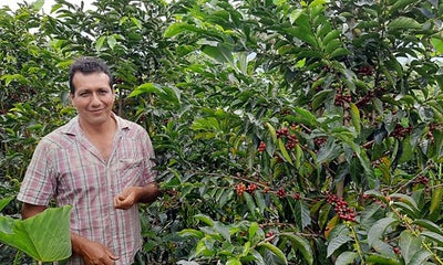 Homer Alarcón Gayoso, a coffee farmer, beside a coffee tree with red coffee cherries on it.