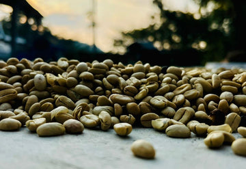 Exploring The Origins: Justin’s Journey To Cafe Justicia In Guatemala