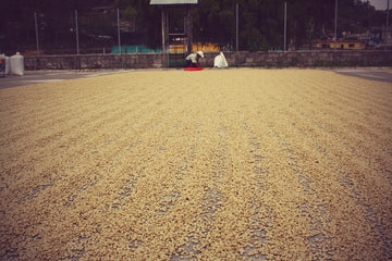 Green coffee beans on a large slab of concrete that are drying, with a farmer in the background.