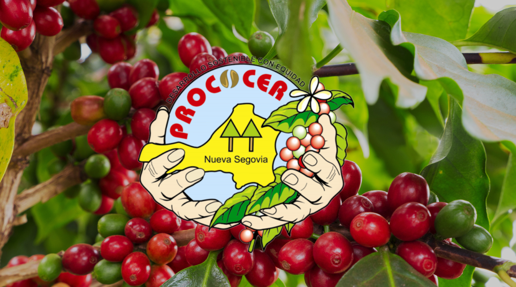 Prococer coop logo over coffee cherries