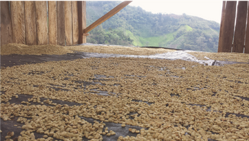 Green coffee beans drying in Peru, with trees on a mountain in the background.
