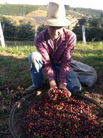 Ozorio Jose Dos Santos, a coffee farmer from Brazil, holding ripe coffee cherries over a container full of them.