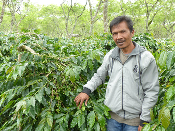 A coffee farmer standing with coffee trees that have green coffee cherries on them.