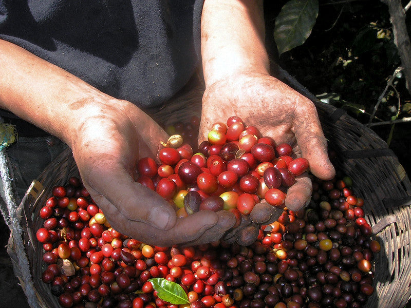 New Single Origin Coffee: Nicaragua San Juan