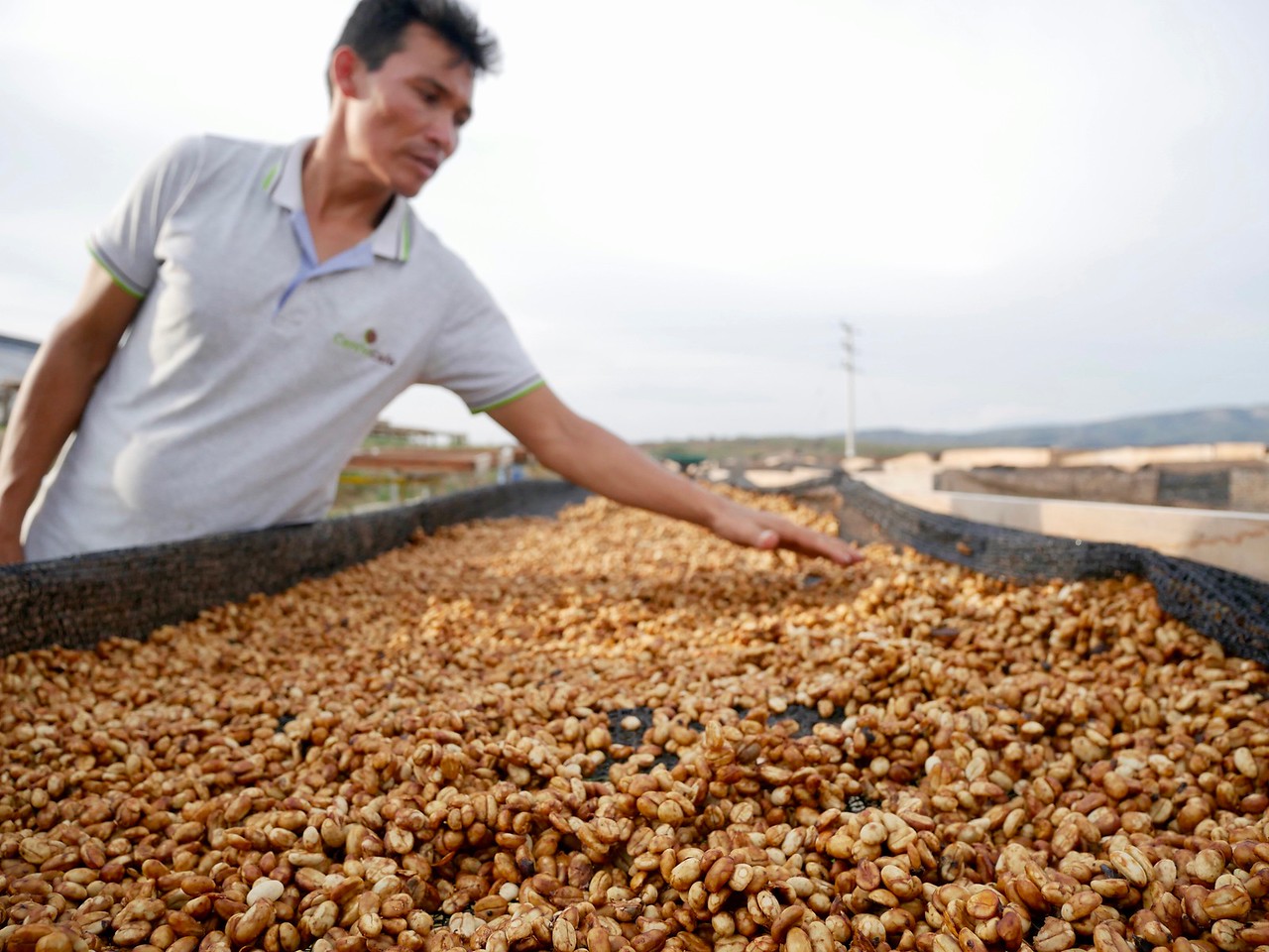 A coffee farmer from Peru standing beside coffee beans that are in the drying process.